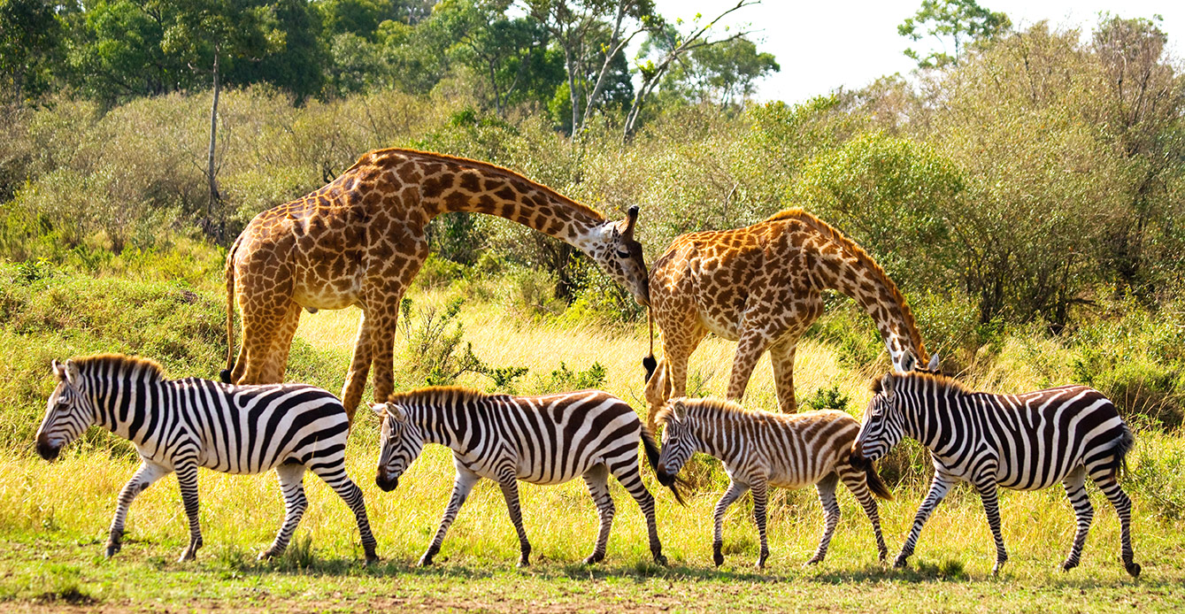 Giraffes GIraffes