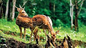 Animals Animals