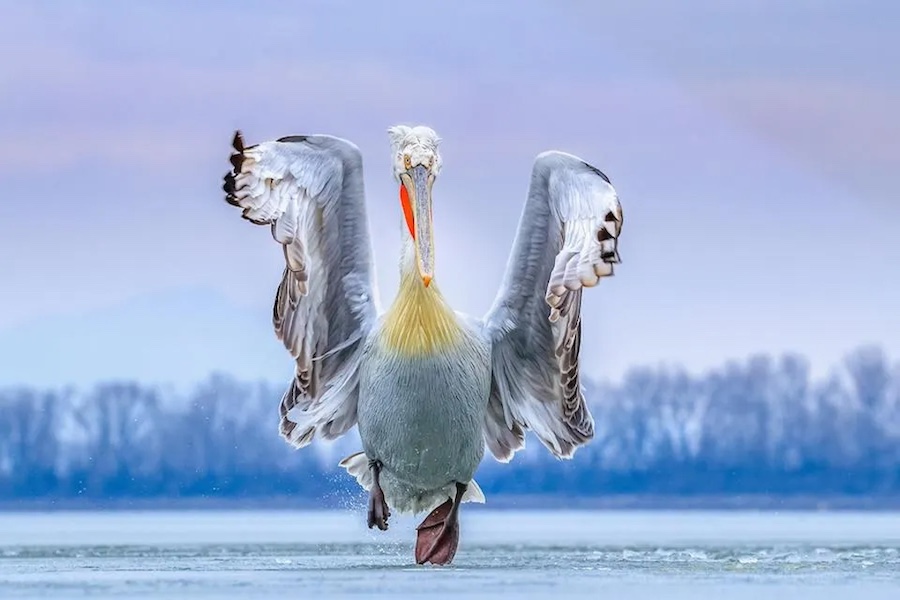 Dalmatian Pelican