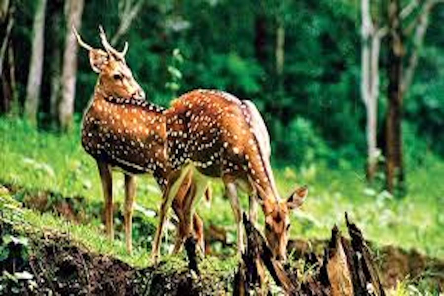 Two deer stand alert in a lush green forest