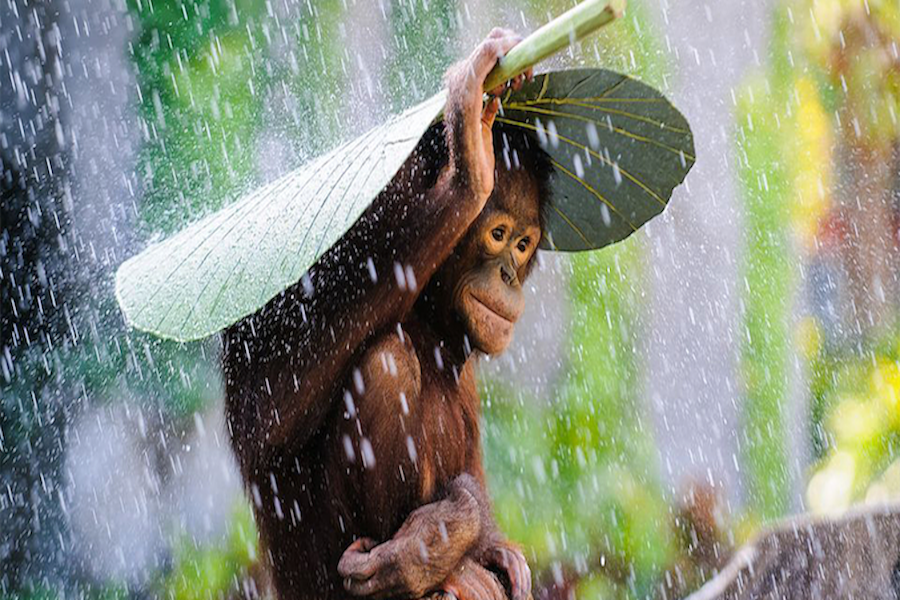 Monkey covering head with leaf
