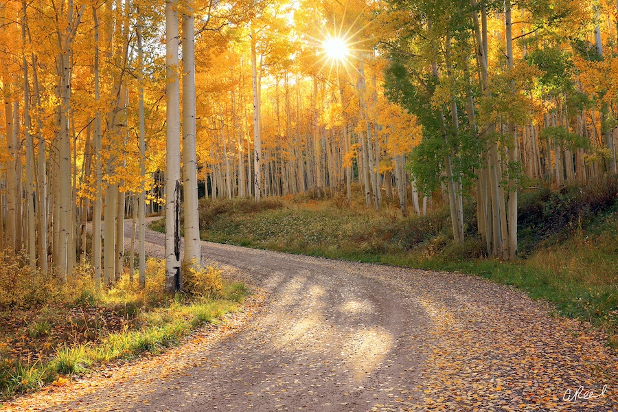 A dirt road winds through a dense green forest