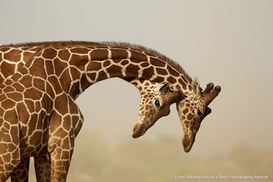Two Giraffe bowed head down
