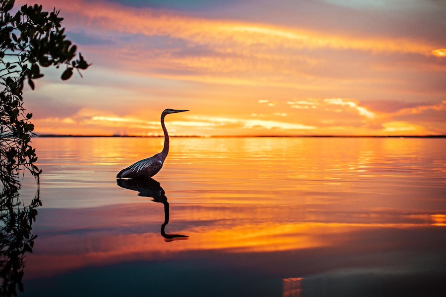 A great blue heron standing in a lake at sunset