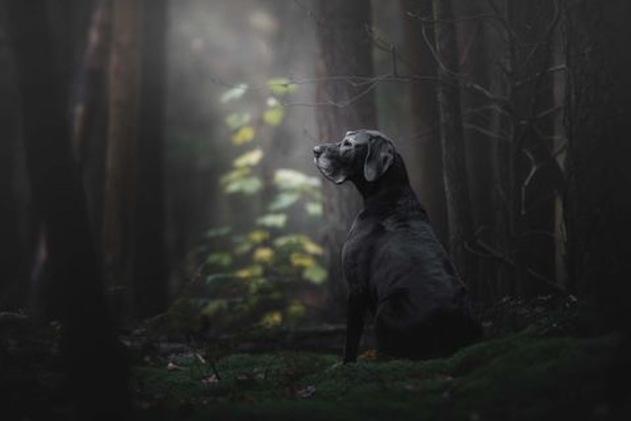 A curious black dog in the woods