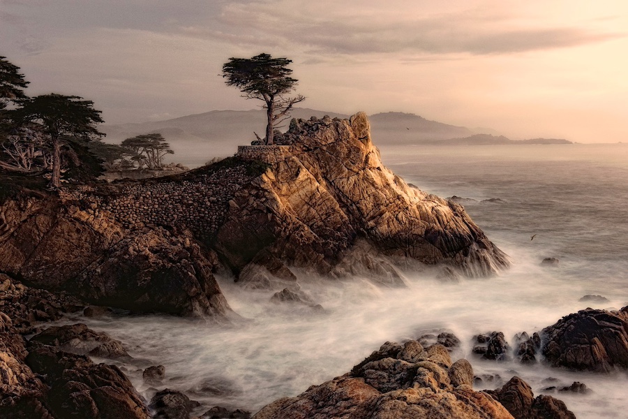 A lone cypress tree